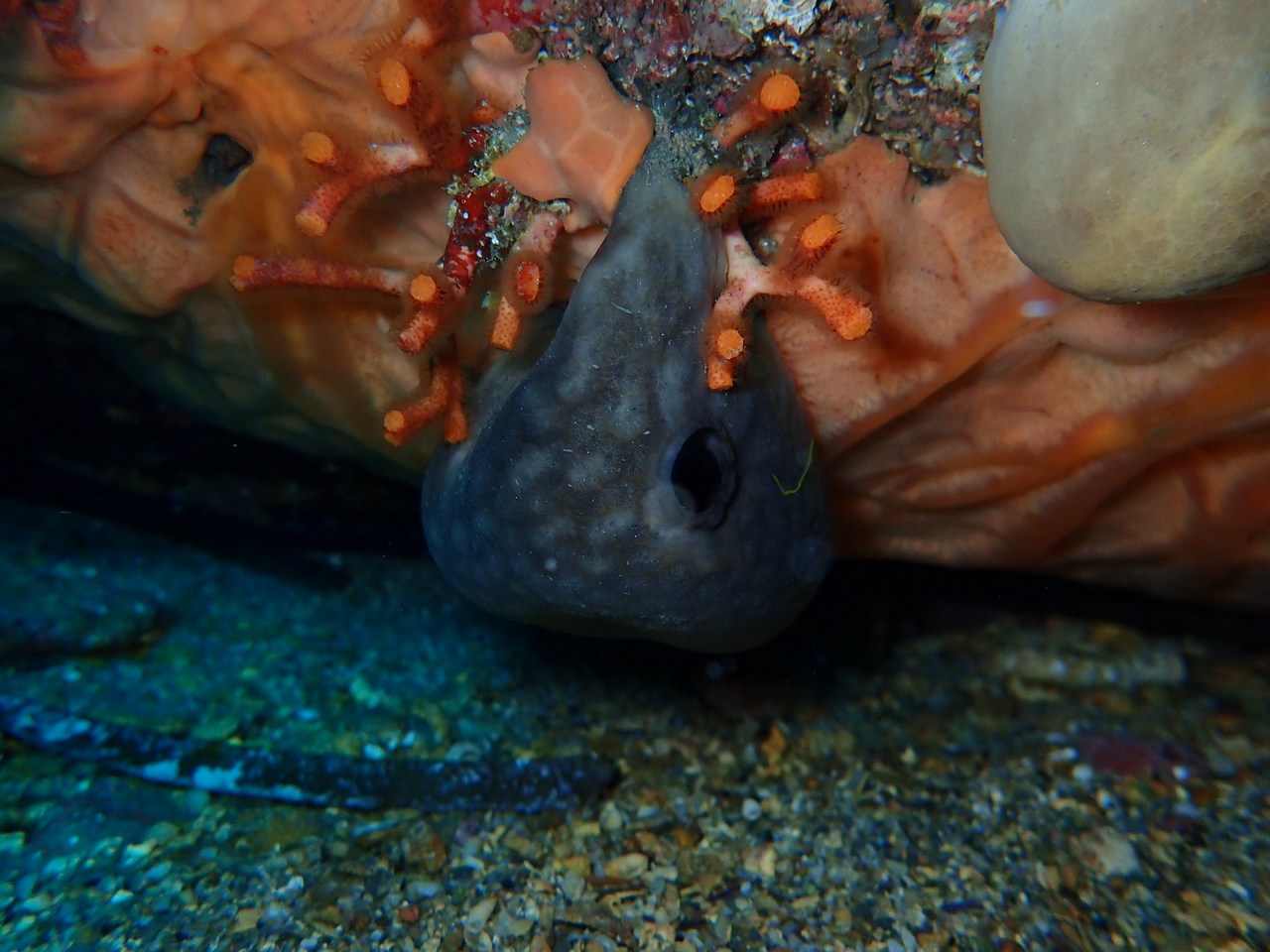 Chondrosia reniformis